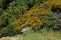 Sticky monkey flower