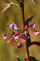 Elegant clarkia