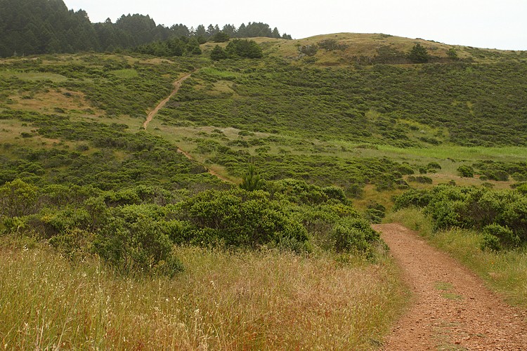 Dipsea Trail