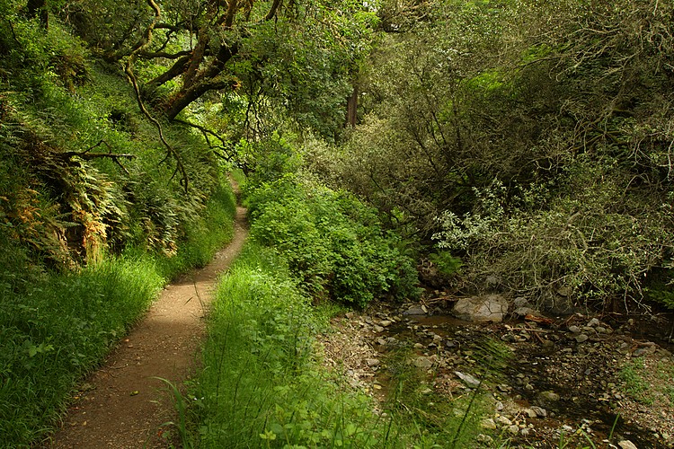 Steep Ravine Trail