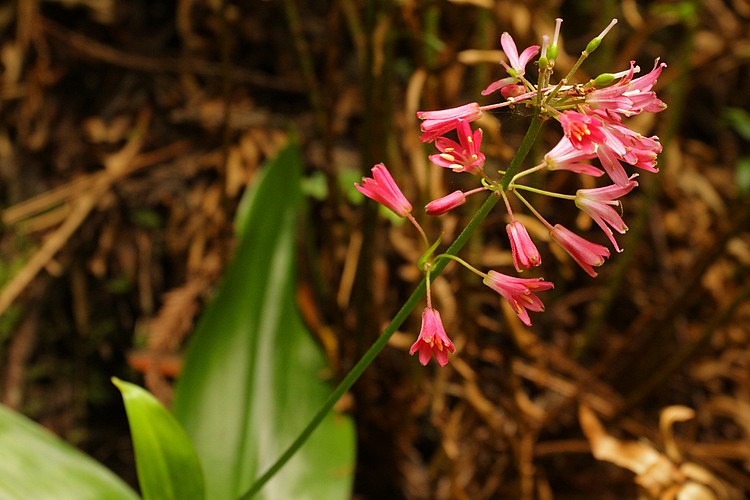 Clintonia
