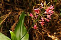 Clintonia