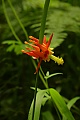 Crimson columbine