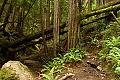 Steep Ravine Trail