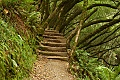 Steep Ravine Trail