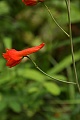 Crimson larkspur