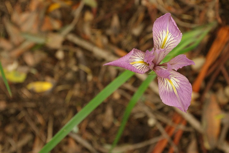 Iris