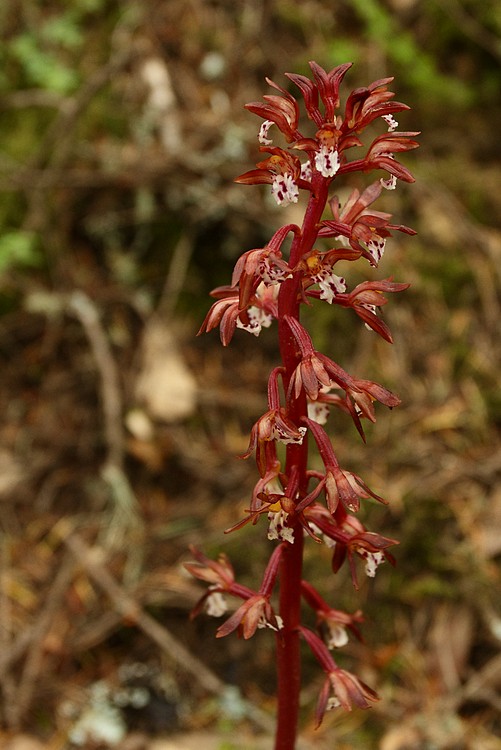Spotted coralroot