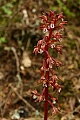 Spotted coralroot