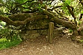 Tree on rock