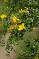 Scotch Broom