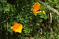 California poppies