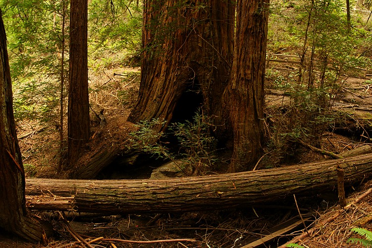 Fallen redwood