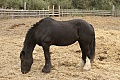 Draft horse