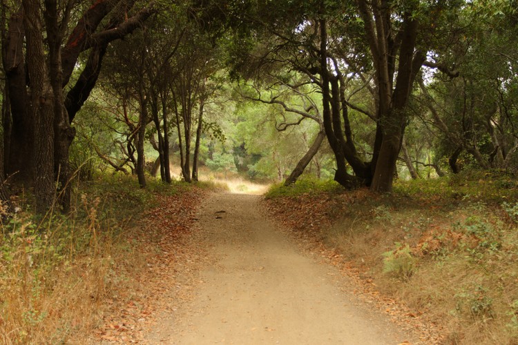 Engelsmans Loop Road