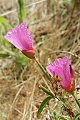 Clarkia