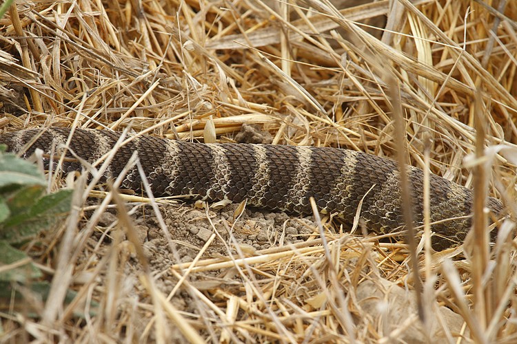 Snake #1 - Northern Pacific Rattlesnake (Crotalus oreganus oreganus)
