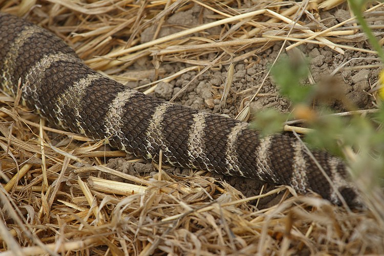 Snake #1 - Northern Pacific Rattlesnake (Crotalus oreganus oreganus)