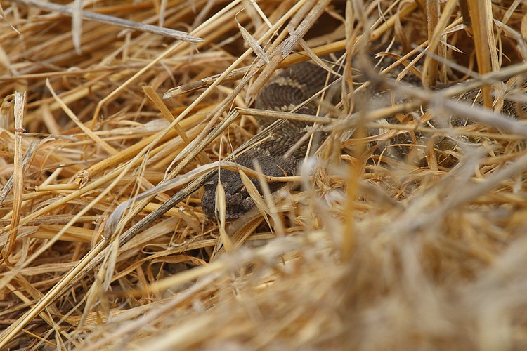Snake #1 - Northern Pacific Rattlesnake (Crotalus oreganus oreganus)