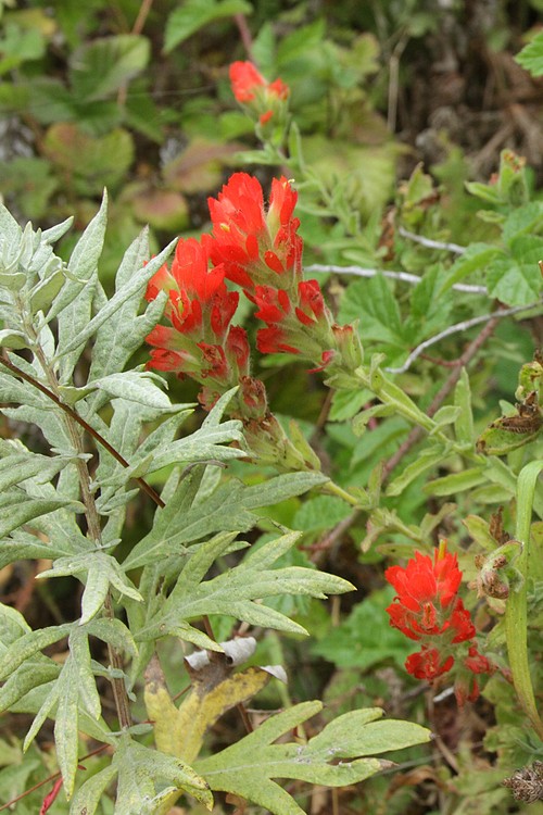 Indian paintbrush