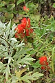 Indian paintbrush