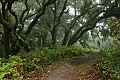 Hamms Gulch Trail