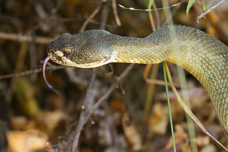 Snake #3 - Northern Pacific Rattlesnake (Crotalus oreganus oreganus)