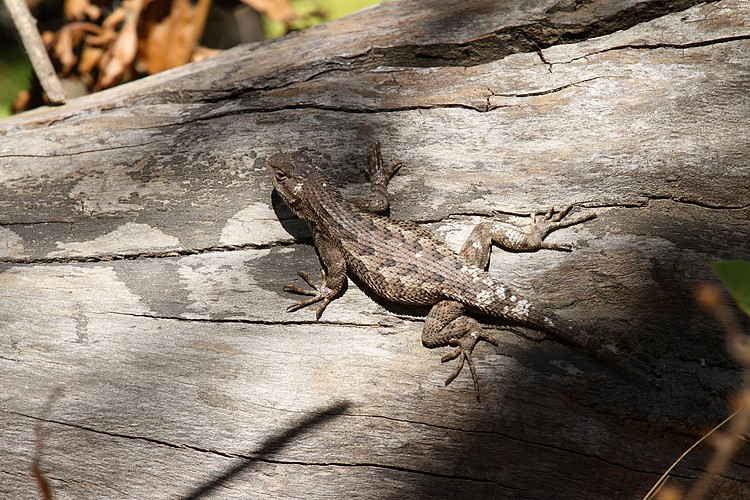 Western fence lizard
