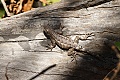 Western fence lizard