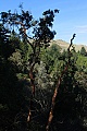Madrone tree