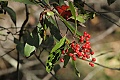 Toyon berries
