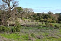 Windy Hill Open Space Preserve - February 7, 2009