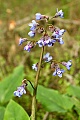 Pacific Hound's Tongue (Cynoglossum grande)