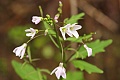 Milk Maids (Cardamine californica)