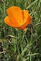 California Poppy (Eschscholzia californica)