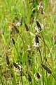 English Plantain (Plantago lanceolata)