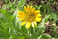 Coast Range Mules Ears (Wyethia glabra)