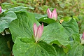 Giant Trillium (Trillium chloropetalum)