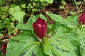 Giant Trillium (Trillium chloropetalum)