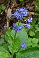 Hounds Tongue (Cynoglossum grande)