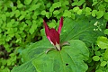 Giant Trillium (Trillium chloropetalum)