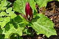 Giant Trillium (Trillium chloropetalum)