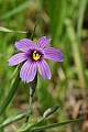 Western Blue-eyed Grass (Sisyrinchium bellum)