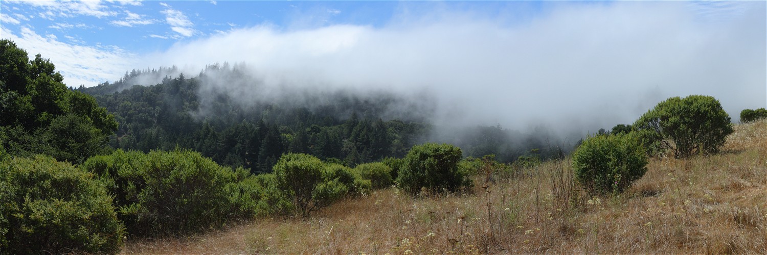 Fog on Skyline