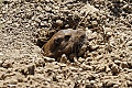 Pocket Gopher (Thomomys sp?)