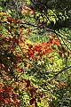 Poison Oak (Toxicodendron diversilobum)