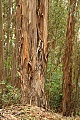 Eucalyptus