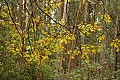 Oak leaves