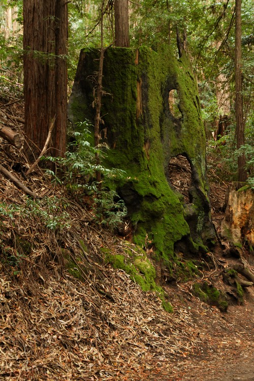 Ancient redwood stump