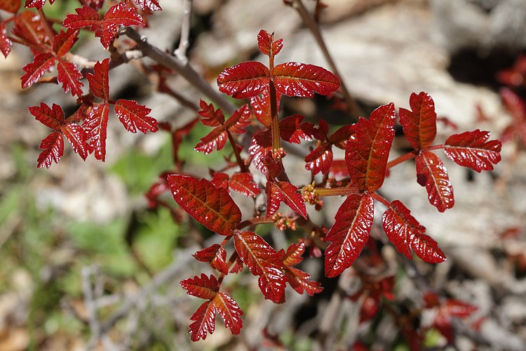 Poison Oak